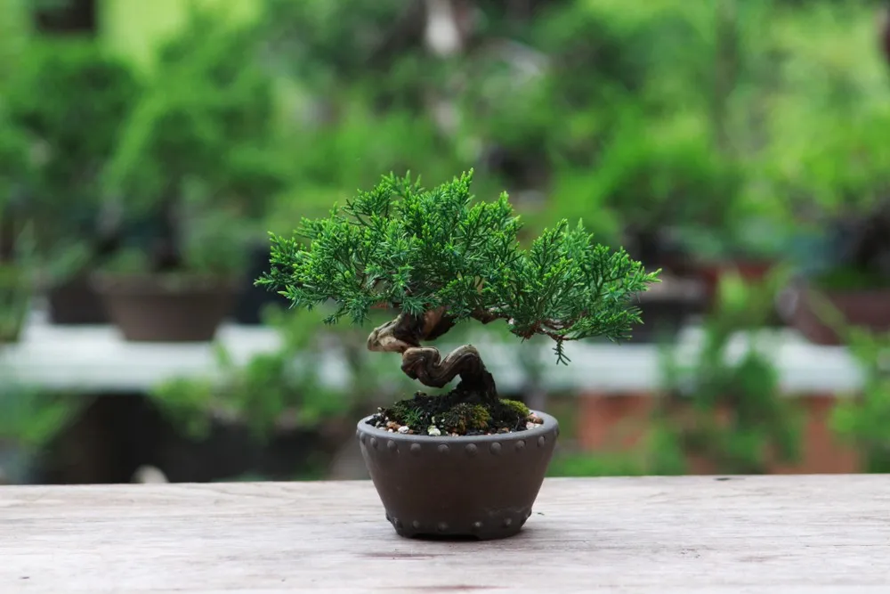 Tiny Giants: Bonsai Trees