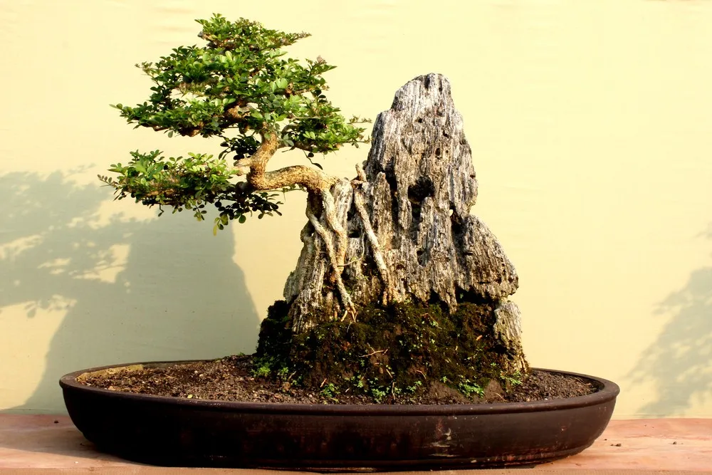 Bonsai: Tiny Trees, Giant Impact