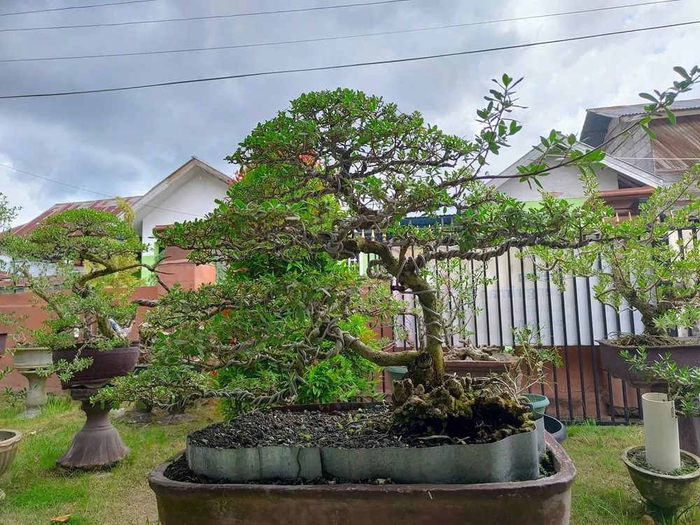 Bonsai: Landscape's Miniature Giants