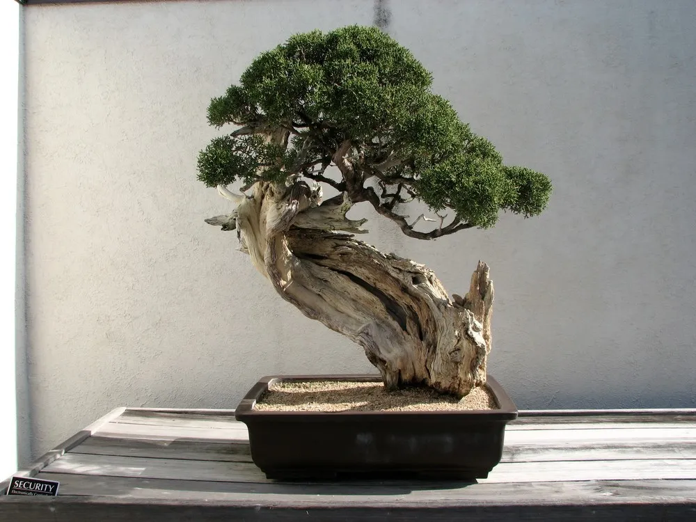 Bonsai: A Spiritual Exercise