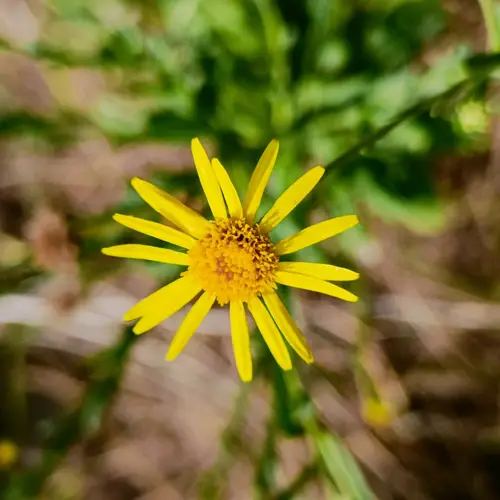 Jacobaea abrotanifolia
