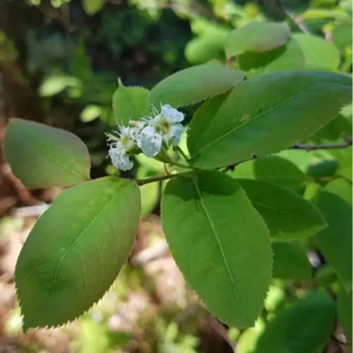 Oblongfruit serviceberry