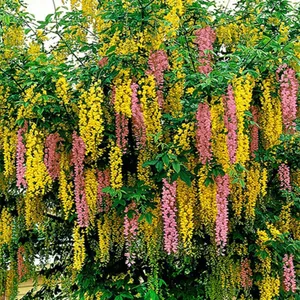 Adam's laburnum (Laburnocytisus adamii) - PictureThis
