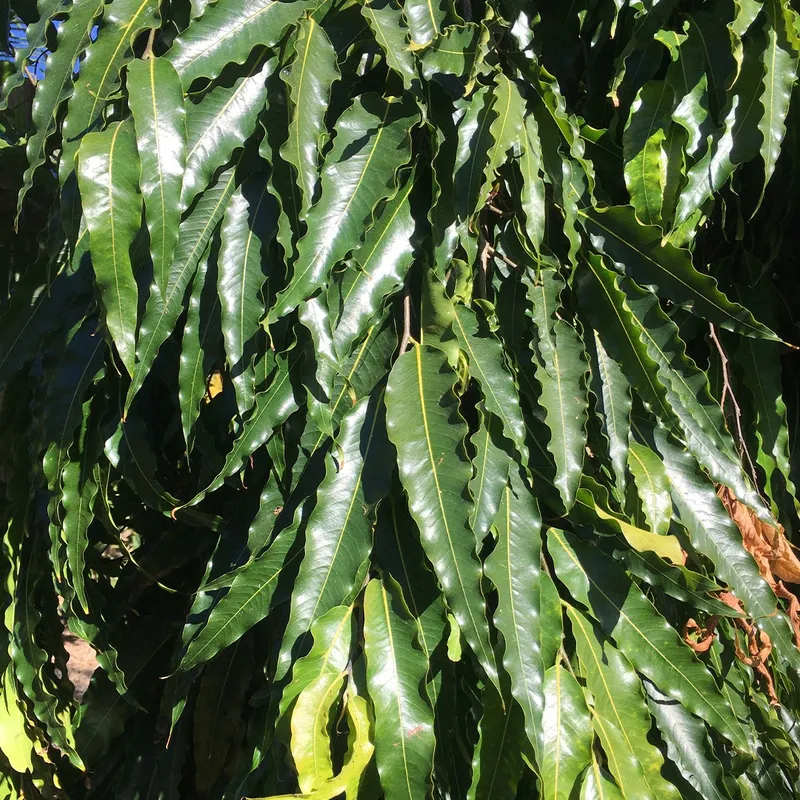 avocado pot plant Brogdon Avocado Fruit Tree Cold Hardy, Persea Americana main image 0