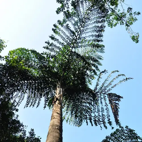 Giant fishtail palm