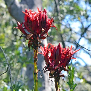 Speerblumen (Doryanthes)