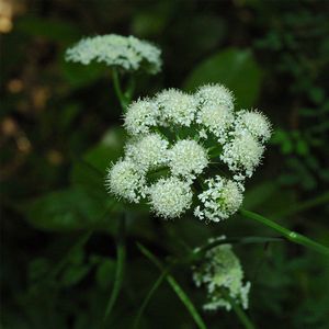 How to Grow and Care for Earth-nut
