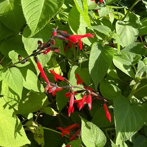 Salvia longistyla