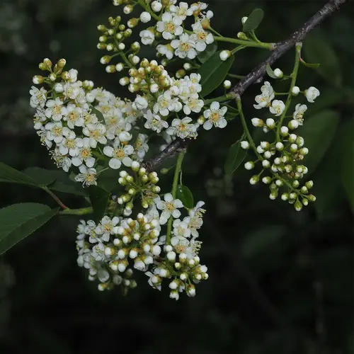 Prunus virginiana var. melanocarpa
