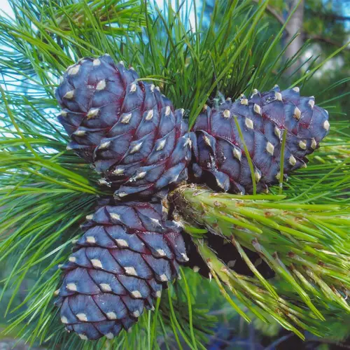 Siberian stone pine
