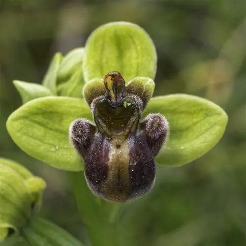 Bumble bee orchid