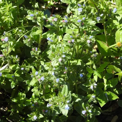 Small-flowered bugloss