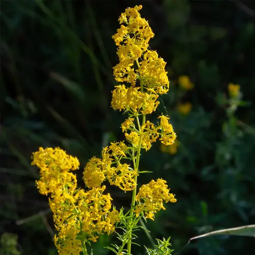 Yellow lady's bedstraw