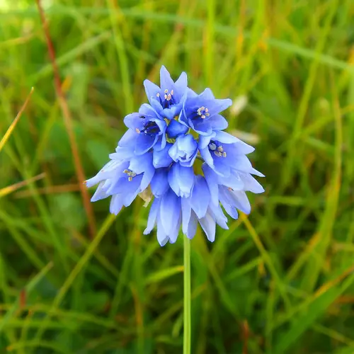 Blue-flowered allium
