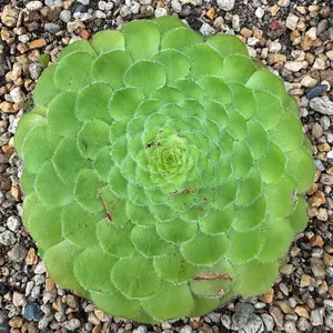 アエオニウム属 (分類, 特徴, 分布, 画像)