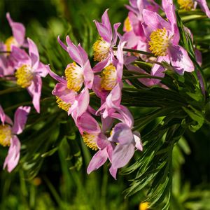 How to Grow and Care for Cutleaf anemone