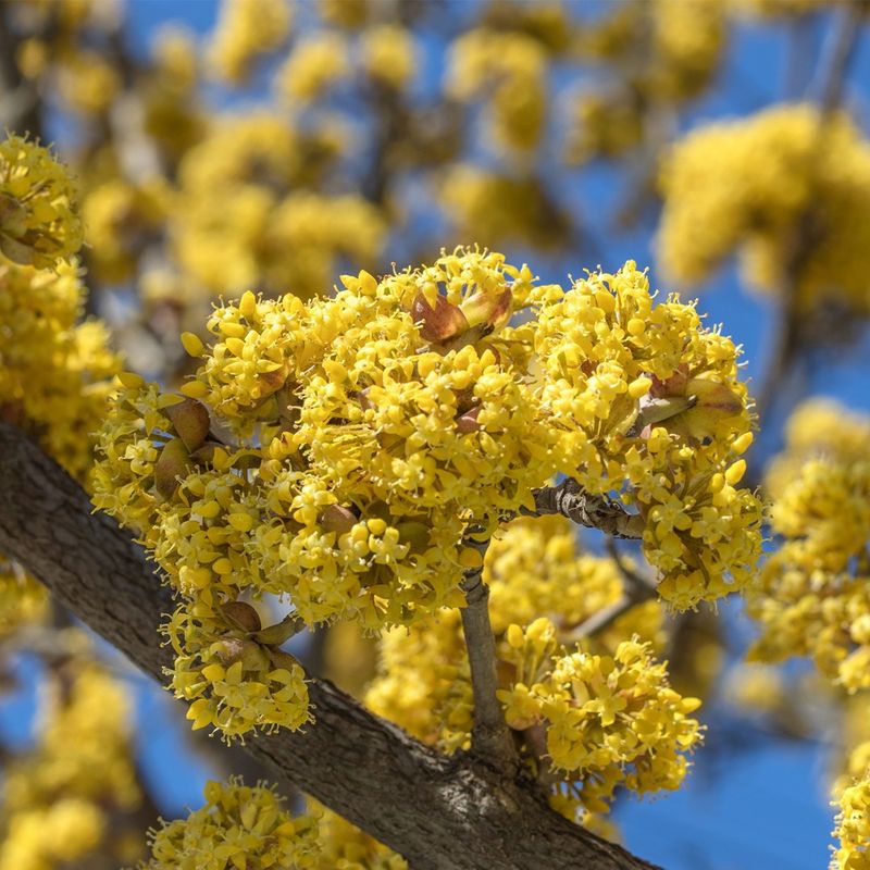 サンシュユ（山茱萸） の一般的な問題は何ですか？