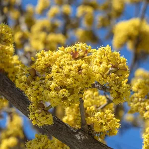 サンシュユ（山茱萸） (ケア, 特徴, 花, 画像, 食用)