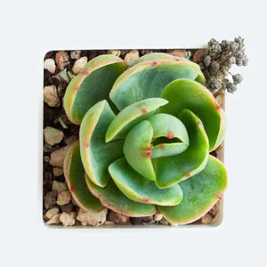 ピーチプリデ (Echeveria 'Peach Pride') - PictureThis