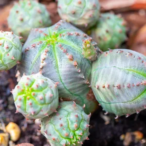 How to Grow and Care for Baseball plant