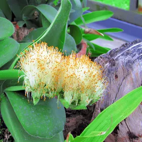 マユハケオモト（眉刷毛万年青）の判定方法 (Haemanthus albiflos)