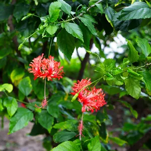 フウリンブッソウゲ（風鈴仏桑華） (ケア, 特徴, 花, 画像)