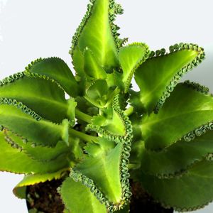eukalyptus zimmerpflanze trockene bltter Eukalyptus Silver Dollar ca 60 cm Zimmerpflanze Duft Eukalyptus Pflanz   Blumen-Senf