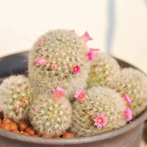 カルメナエ 大株 マミラリア カルメナエ 大株 マミラリア