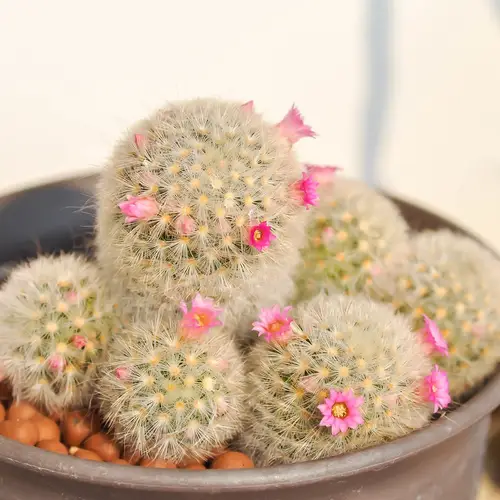 Carmen Puntaspilli Cactus