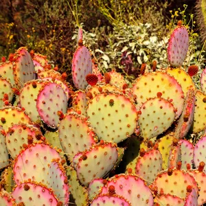 オプンチア・サンタリタの育て方・栽培方法 オプンチア・サンタリタの育て方・栽培方法