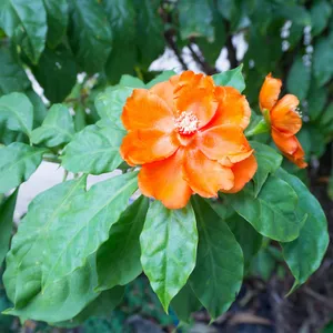 calathea flamestar giftig Calathea Flame Star Care main image 0