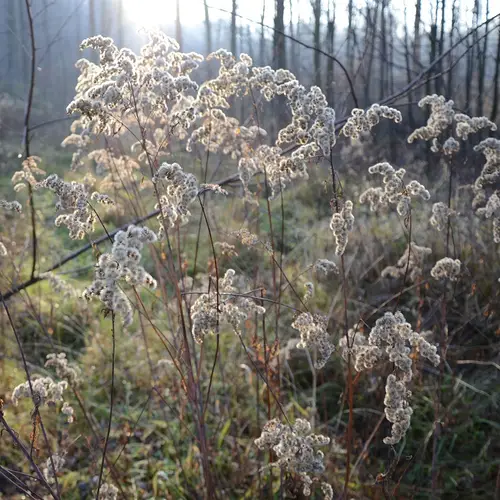 Scirpus cyperinus - PictureThis
