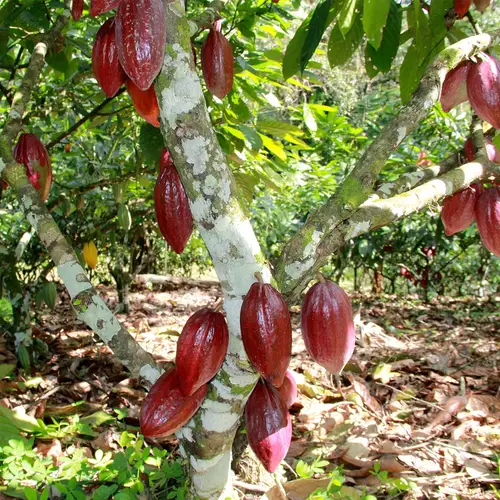 Gewone cacaoboom