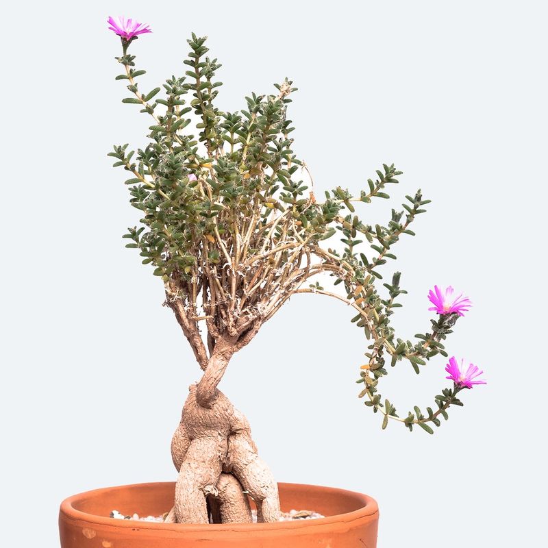 Wie man Afrikanischer Bonsai im Sukkulentengarten verwendet?