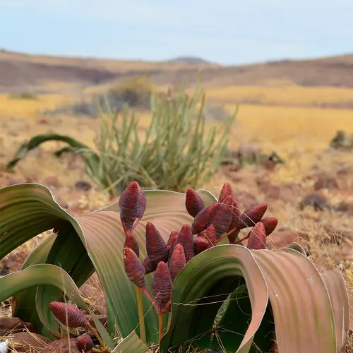 Welwitschia di Baine