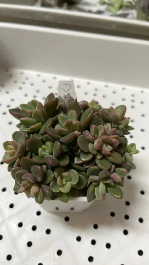レズリー (Echeveria cv. Rezry) - PictureThis