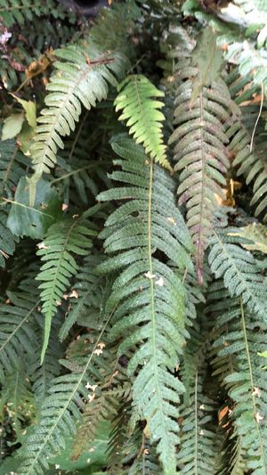 Rasp fern (Doodia australis) - PictureThis