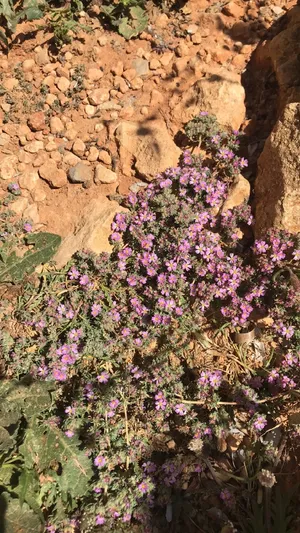 Behaarte Frankenie (Frankenia hirsuta) - PictureThis