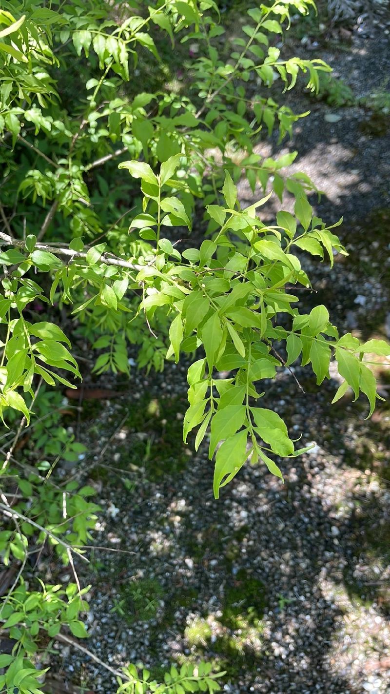 Discover the Benefits of Buckleya lanceolata and Its Practical Uses in ...