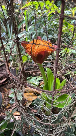Blutblume (Scadoxus puniceus) - PictureThis