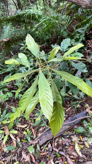 Meliosma rigida - PictureThis