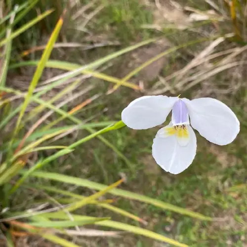 White iris