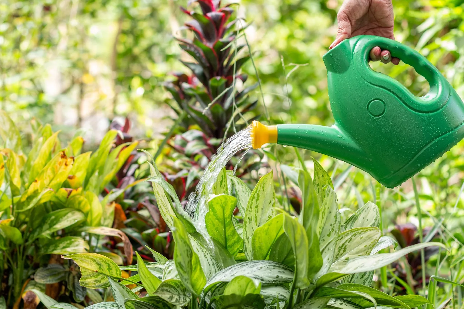 How to Master Drip Irrigation for Efficient Watering of Healthy Plants