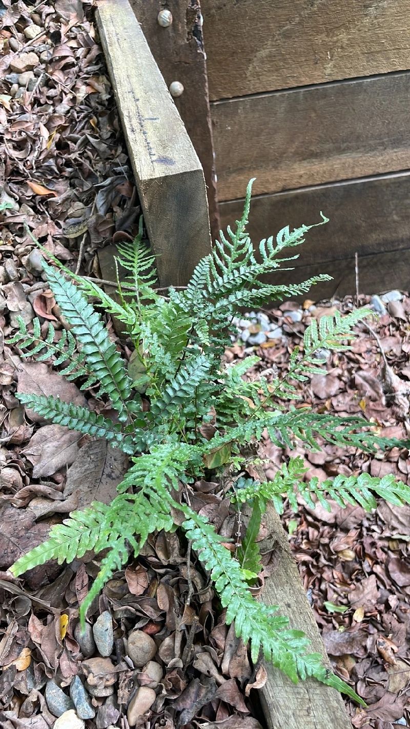 Exploring the Benefits of Small rasp fern: A Hidden Gem in Your Garden