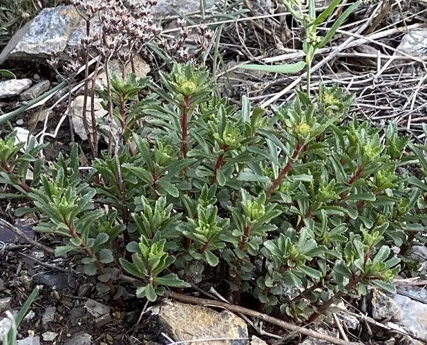 ホソバノキリンソウ（細葉麒麟草） (Phedimus aizoon) - PictureThis
