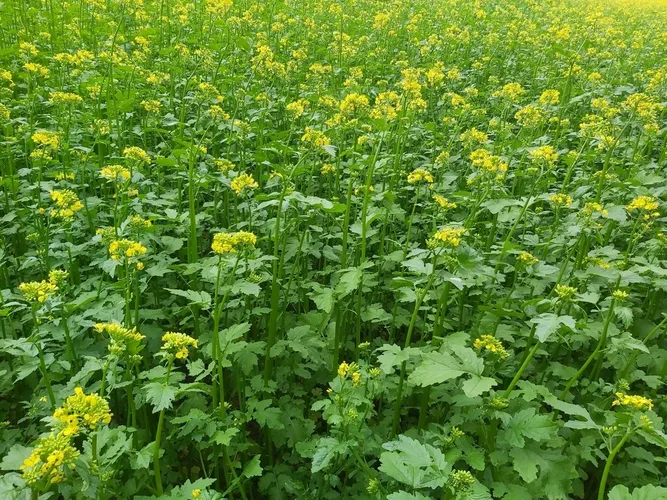White mustard (Sinapis alba) - PictureThis