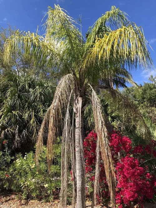 クイーンパーム (ケア, 特徴, 文化, 画像)