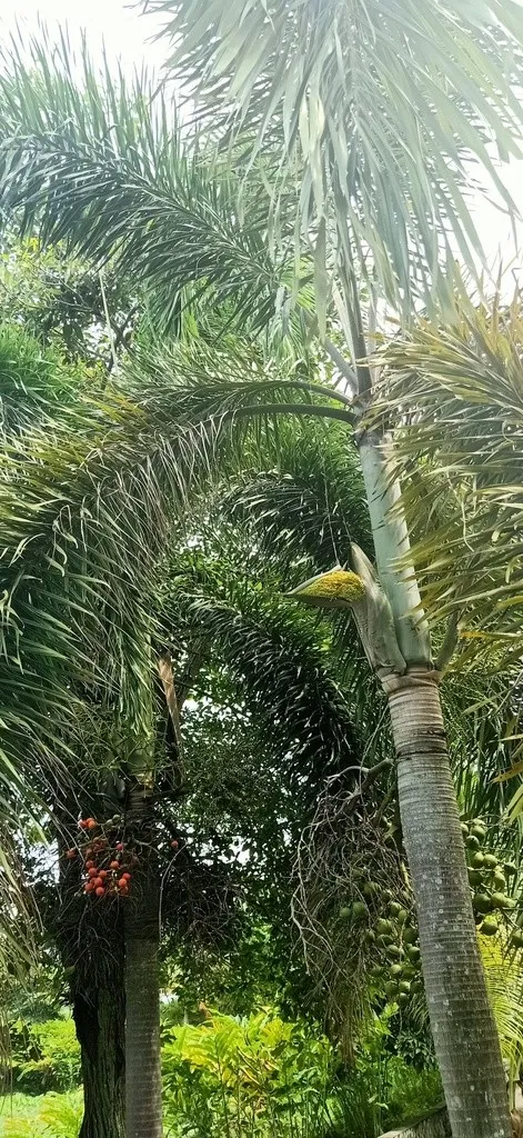 フォックステールパーム (ケア, 特徴, 花, 画像)