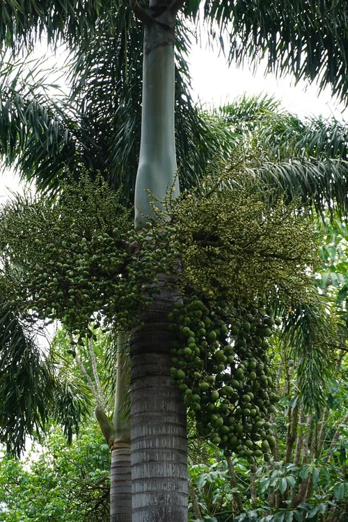 フォックステールパーム (ケア, 特徴, 花, 画像)