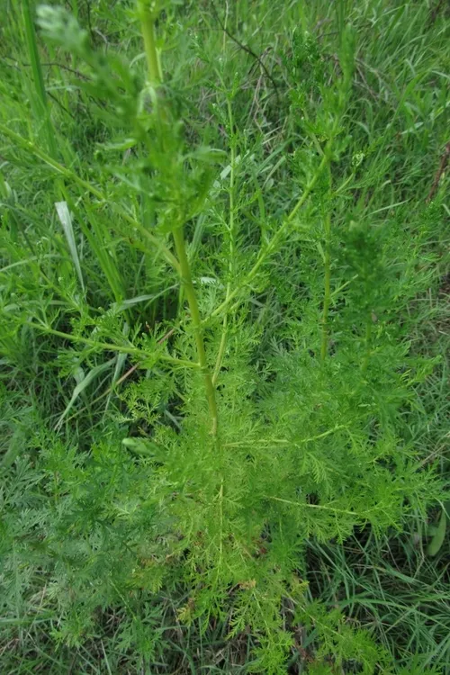 annie plant 100 Organic Sweet Annie Artemisia annua Seeds  New Hill Farms